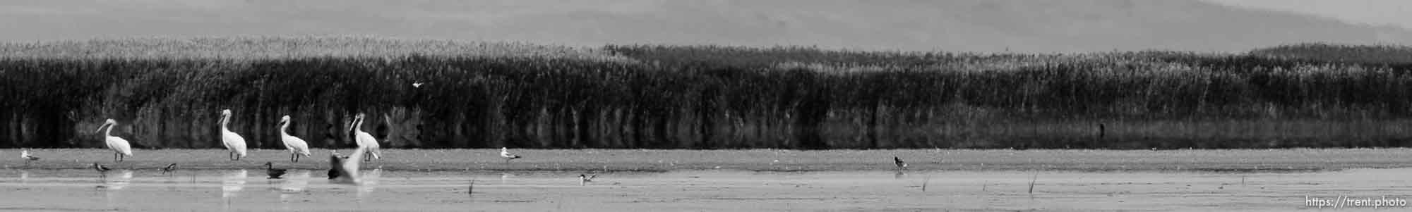 Canon EOS-1D Mark IV