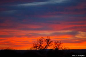 sunset, tree Thursday November 29, 2012.