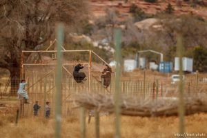 kids climbing gate to the zoo, Friday November 30, 2012.