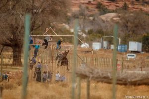 kids climbing gate to the zoo, Friday November 30, 2012.