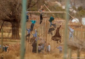 Trent Nelson  |  The Salt Lake Tribune Children climbing a fence at what was once a thriving community zoo, Friday November 30, 2012 in Hildale.
