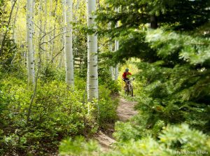 Trent Nelson  |  The Salt Lake Tribune
A mountain bike rider on the Mid-Mountain trail in Park City Friday June 7, 2013.