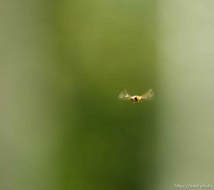 some kind of fly, Mid-Mountain trail in Park City Friday June 7, 2013.