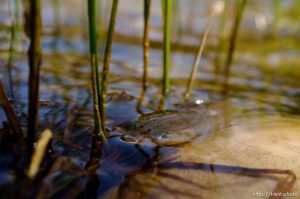 Trent Nelson  |  The Salt Lake Tribune
Biologists with the Utah Department of Wildlife Resources stocked Echo Lake with approximately 4,800 golden trout Tuesday July 2, 2013 in the Uinta Mountains.