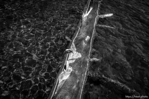 tree in water, Echo Lake, Tuesday July 2, 2013 in the Uinta Mountains.