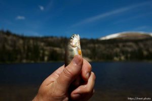 Trent Nelson  |  The Salt Lake Tribune Biologists with the Utah Department of Wildlife Resources stocked Echo Lake with approximately 4,800 golden trout Tuesday July 2, 2013 in the Uinta Mountains.