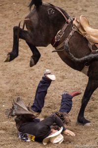 Trent Nelson  |  The Salt Lake Tribune Max Filippini hits the ground competing in Saddlebronc Riding at the Days of '47 Rodeo at EnergySolutions Arena in Salt Lake City Saturday July 20, 2013.