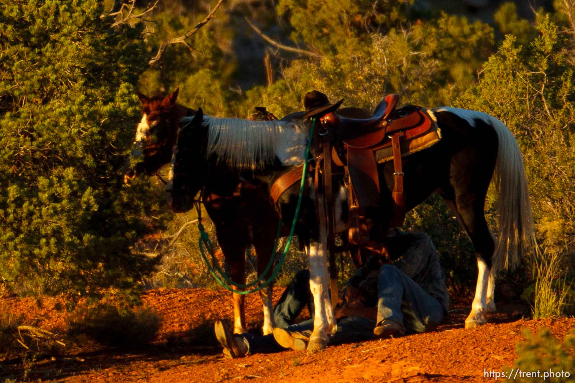 Polygamy in the American West