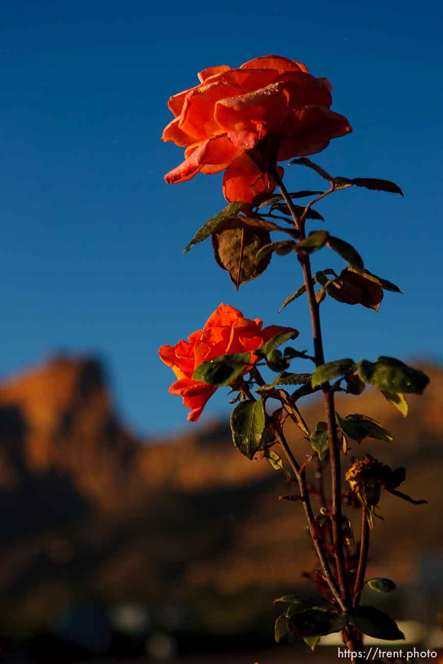 Polygamy in the American West