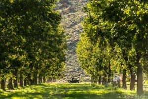 Trent Nelson  |  The Salt Lake Tribune
Southern Utah Pecan Ranch, near Hurricane, Wednesday September 24, 2014.