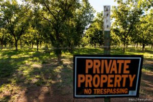 Trent Nelson  |  The Salt Lake Tribune Southern Utah Pecan Ranch, near Hurricane, Wednesday September 24, 2014.