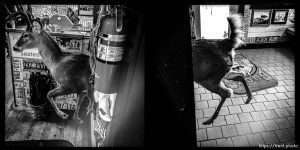 Buck's, Rwlins, Wyoming