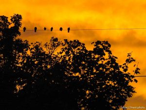 birds at sunrise, Thursday October 8, 2015