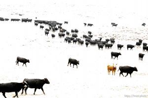 Trent Nelson  |  The Salt Lake Tribune
Cary Kirkland moves a herd of cattle, 
