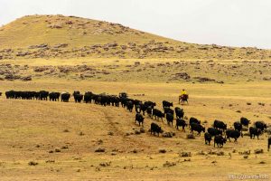 Trent Nelson  |  The Salt Lake Tribune Cary Kirkland moves a herd of cattle, 