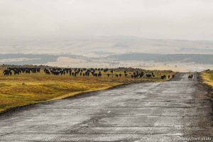 Trent Nelson  |  The Salt Lake Tribune Cary Kirkland moves a herd of cattle, 