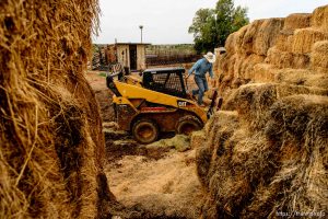 Trent Nelson  |  The Salt Lake Tribune
Eighteen-year-old Arden Bundy feeds livestock at the family ranch in Bunkerville, NV, Thursday April 14, 2016. In the wake the arrest of a half-dozen Bundy elders, Arden has been left with the responsibility to keep up with the demands of the ranch.