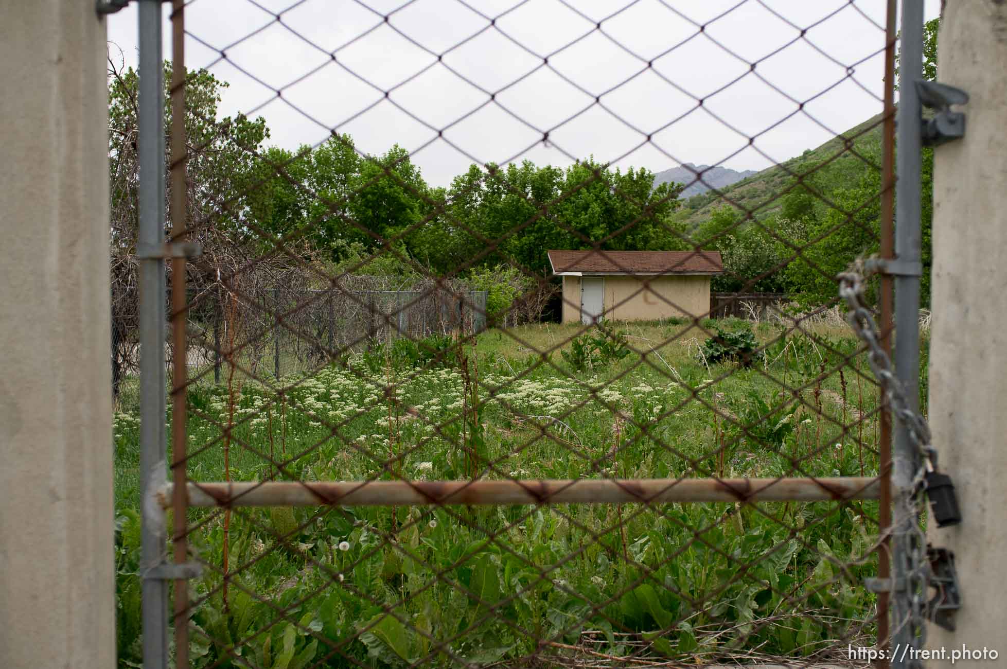Polygamy in the American West