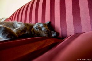 Trent Nelson  |  The Salt Lake Tribune cat, Finicum, Cane Beds, Saturday May 21, 2016.