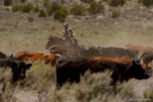 Trent Nelson  |  The Salt Lake Tribune Tean Finicum, cattle roundup, Saturday May 21, 2016.