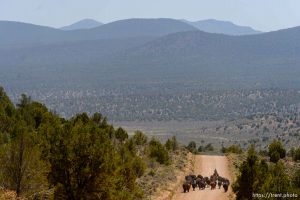 Trent Nelson  |  The Salt Lake Tribune Tean and Jeanette Finicum round up cattle on the range near Tuweep, Arizona , Saturday May 21, 2016.