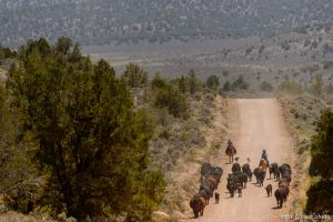 Trent Nelson  |  The Salt Lake Tribune Tean and Jeanette Finicum, cattle roundup, Saturday May 21, 2016.