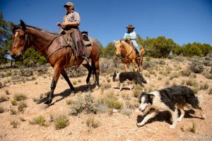 Trent Nelson  |  The Salt Lake Tribune Tean and Jeanette Finicum, cattle roundup, Saturday May 21, 2016.