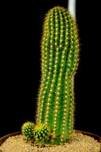 Second place in floriculture