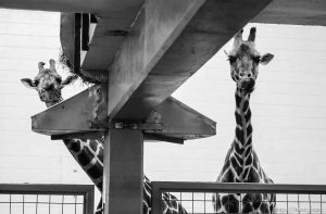 Salt Lake City - Daphne and Batwana, two Baringo Giraffes at the Hogle Zoo. Two other giraffes at the zoo died over the weekend.