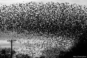 Huge flock of Starlings, Tuesday, February 21, 2012 in Roosevelt, Utah.