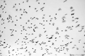 Huge flock of Starlings, Tuesday, February 21, 2012 in Roosevelt, Utah.