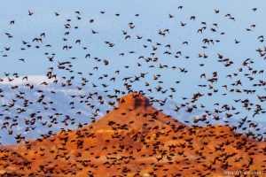Huge flock of Starlings, Tuesday, February 21, 2012 in Roosevelt, Utah.