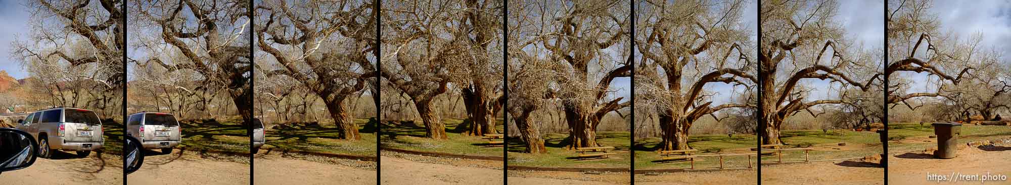 Polygamy in the American West
