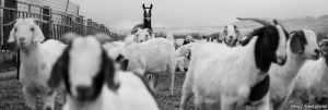(Trent Nelson | The Salt Lake Tribune) The East Africa Refugee Goat Project, Saturday March 24, 2018.