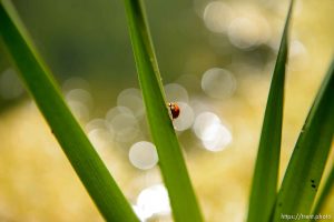 (Trent Nelson | The Salt Lake Tribune)  
Beetle, ladybug in Salt Lake City's Fairmont Park, Tuesday Sept. 11, 2018.