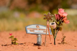 Trent Nelson  |  The Salt Lake Tribune grave markers for jessop family victims of 2015 flash flood, isaac carling cemetery, Wednesday September 14, 2016. ruth jessop