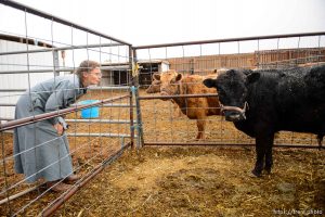 Trent Nelson  |  The Salt Lake Tribune lori barlow with cows, Tuesday May 9, 2017.