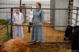 Trent Nelson  |  The Salt Lake Tribune lori barlow with cows, Tuesday May 9, 2017.