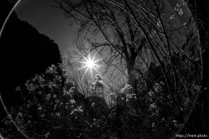 Temple of Sinawava, Zion National Park, Saturday Jan. 12, 2019.