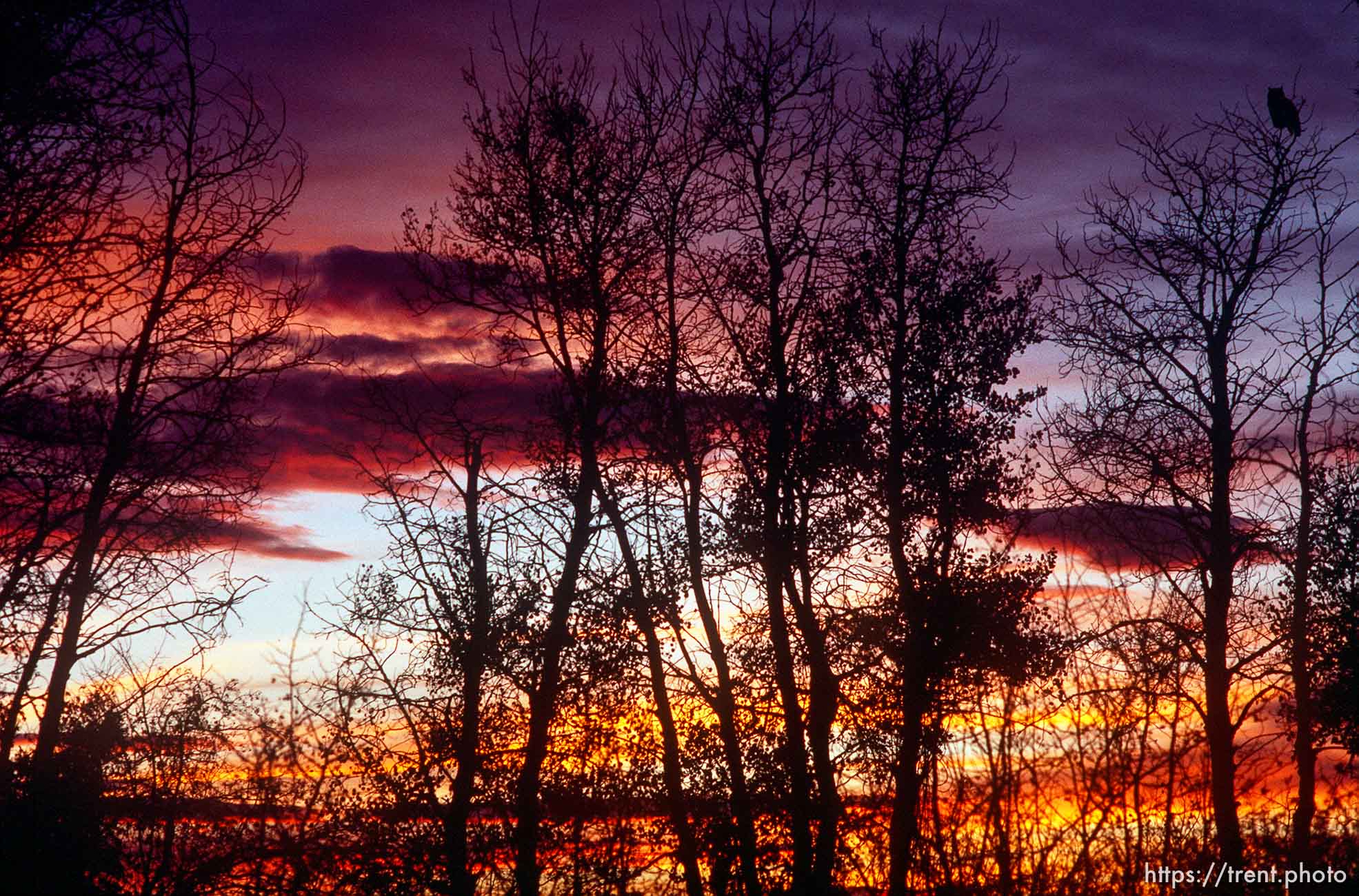 Owl in tree and sunset.