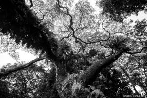 Fort Canning Park, Singapore, July 21, 2019