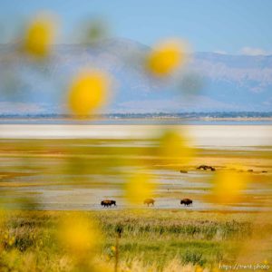 (Trent Nelson  |  The Salt Lake Tribune)  
<p>Bison at Antelope Island State Park</p>
<p>on Thursday Sept. 19, 2019."></a><a href=