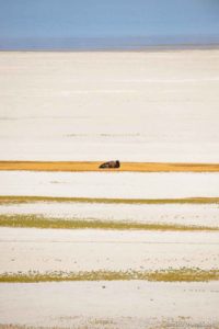 (Trent Nelson  |  The Salt Lake Tribune)  
A lone bison at Antelope Island State Park on Thursday Sept. 19, 2019.