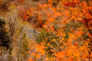 (Trent Nelson  |  The Salt Lake Tribune) A cyclist in Millcreek Canyon on Thursday Oct. 17, 2019.