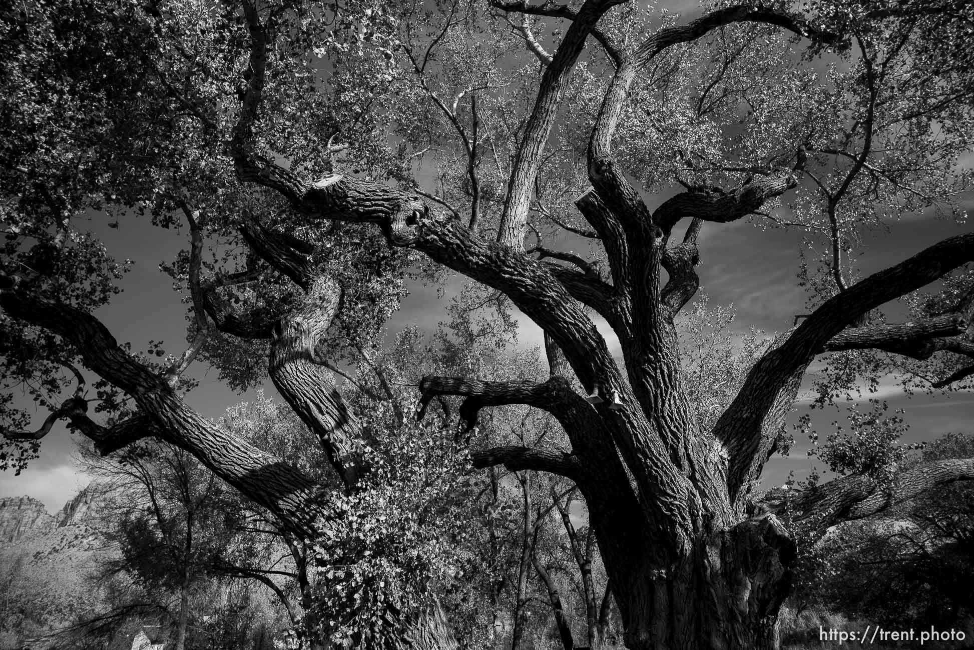 Polygamy in the American West