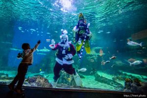 (Trent Nelson  |  The Salt Lake Tribune) Santa dives with the sharks at the Loveland Living Planet Aquarium in Draper on Saturday, Dec. 21, 2019.