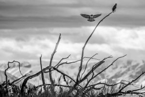 (Trent Nelson  |  The Salt Lake Tribune) A pair of red-tailed hawks at the Farmington Bay Waterfowl Management Area on Friday, Feb. 7, 2020. Two chances to see bald eagles in northern Utah will be available from 9 a.m. to 2 p.m. on Feb. 8. Spotting scopes will be in place at the Salt Creek Waterfowl Management Area and the Farmington Bay WMA.