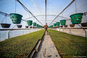 (Trent Nelson  |  The Salt Lake Tribune) Alex Kuwahara in one of his Sandy greenhouses on Friday, Feb. 21, 2020. City officials are threatening to shut down Kuwahara Wholesale, a family-run plant nursery that has been operating in the community for years, saying it is violation of ordinances requiring a business license.