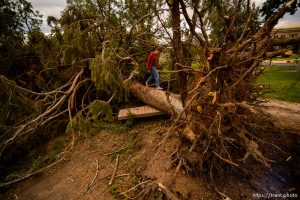 (Trent Nelson  |  The Salt Lake Tribune) Trees were knocked over by high winds in President's Circle at the University of Utah in Salt Lake City on Tuesday, Sept. 8, 2020.