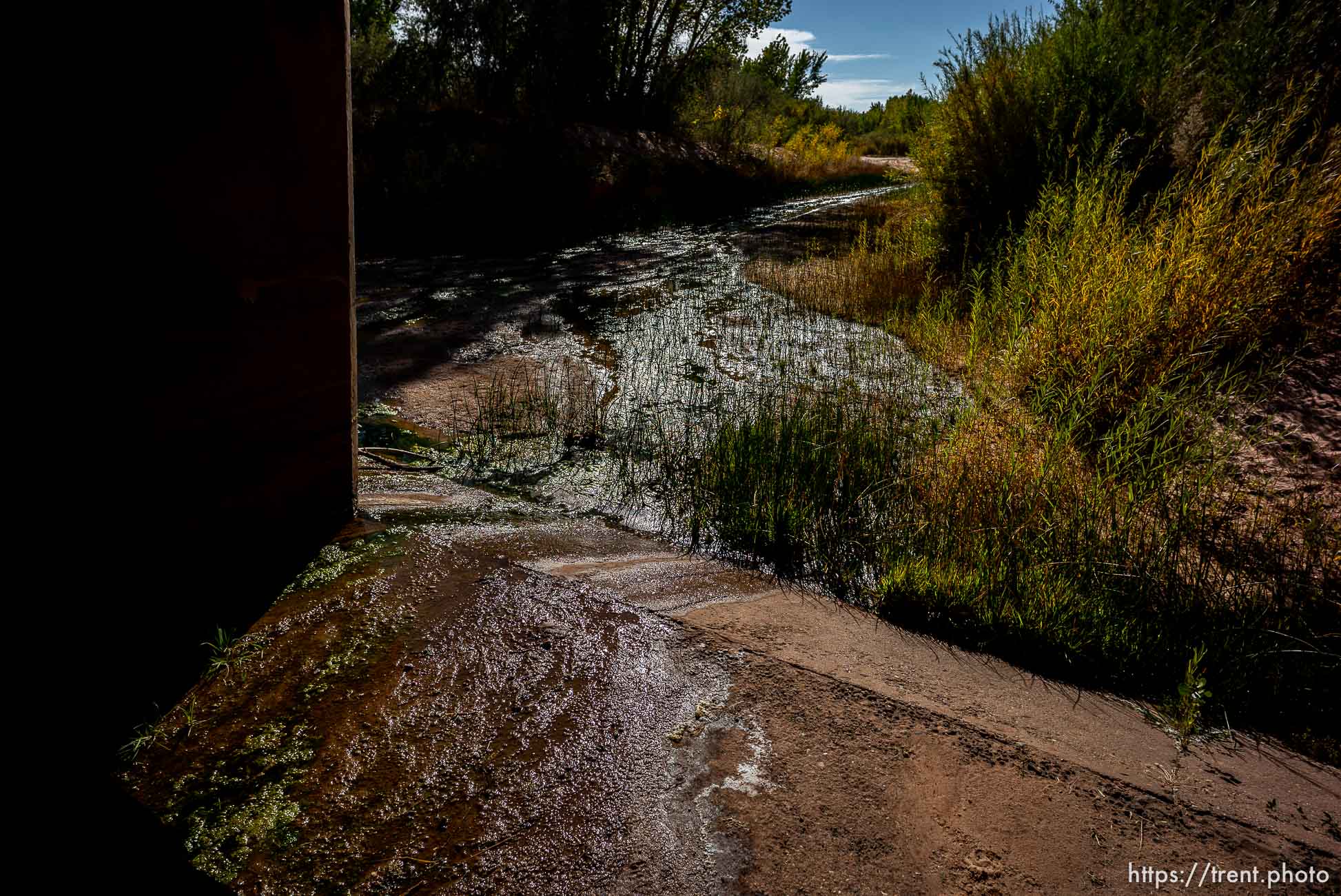 Polygamy in the American West